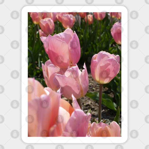 Pink Tulips Sticker by H. R. Sinclair